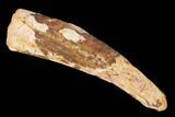Bargain, Fossil Pterosaur (Siroccopteryx) Tooth - Morocco #145778-1
